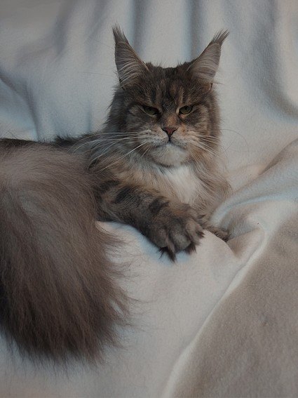Gizme Arkiza - maine-coon