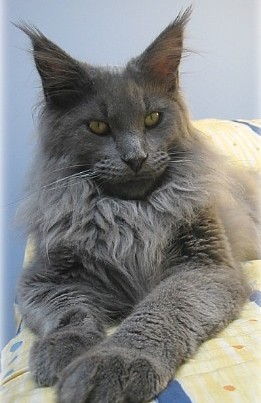 Big Giants Kenzo - maine-coon