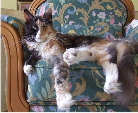 Kalaquendi Silvi-Cola - maine-coon