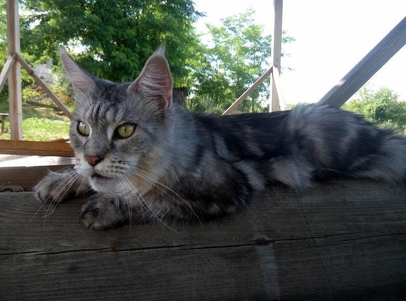Handy Dandy Adele - maine-coon
