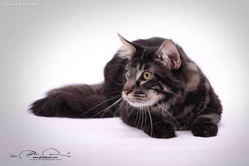 X5 Offroad Seventh Fleet - maine-coon