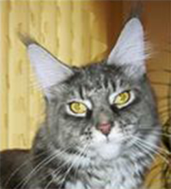 Ufacoon Enigma - maine-coon