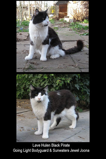 Love Hulen's Black Pirate - maine-coon