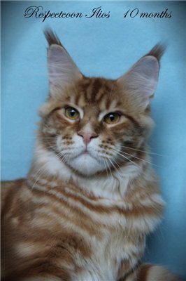 Respectcoon Ilios - maine-coon