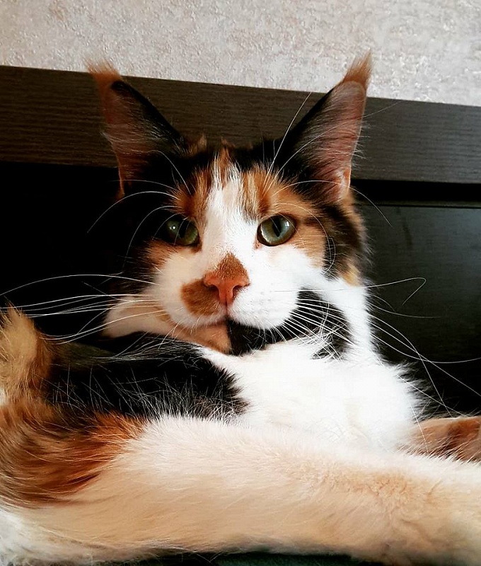 Goldjasmine Amazonka - maine-coon