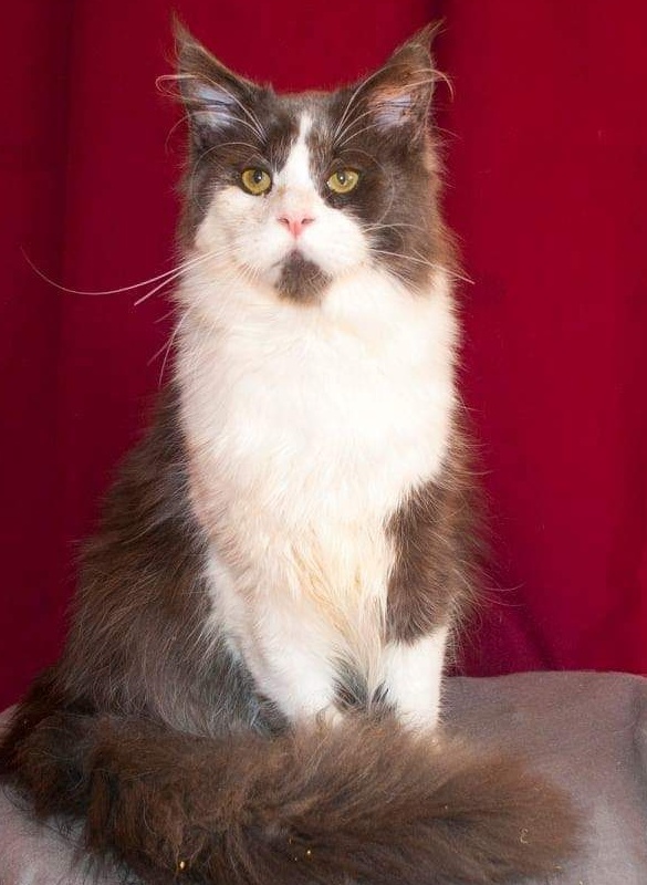 Great Soul Bombay - maine-coon
