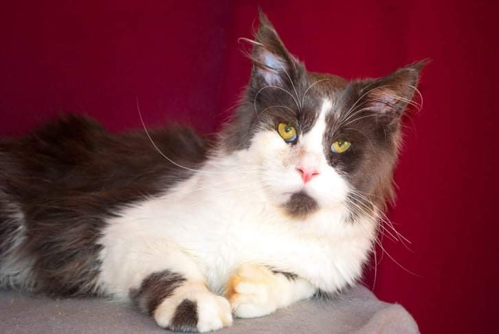 Great Soul Bombay - maine-coon