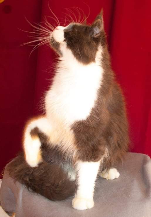 Great Soul Bombay - maine-coon
