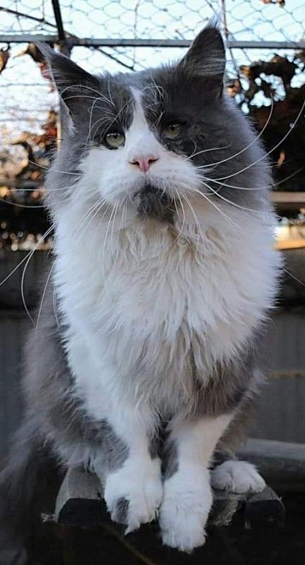 Great Soul Bombay - maine-coon