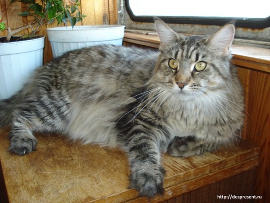American Beauty Krasnyi Dar - maine-coon