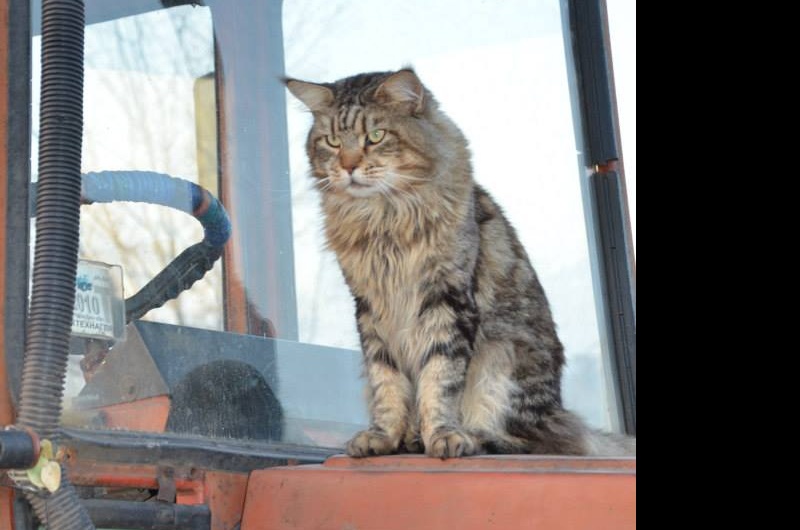 Fortknoxcoon Feel Difference - maine-coon