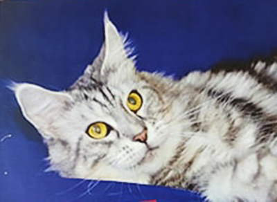 Handy Dandy Roxy - maine-coon