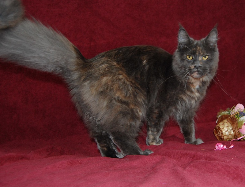 Great Soul Fler - maine-coon