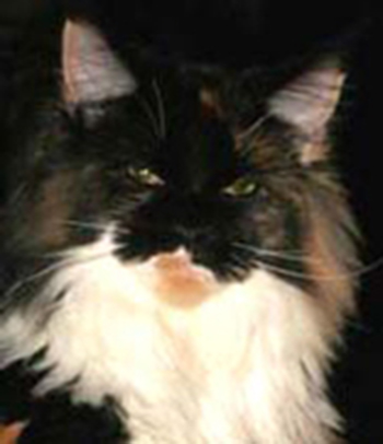 Rushcutter's Icecream Caramel - maine-coon