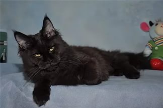 Infiniti Perfect Cat - мейн-кун