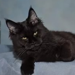 Infiniti Perfect Cat