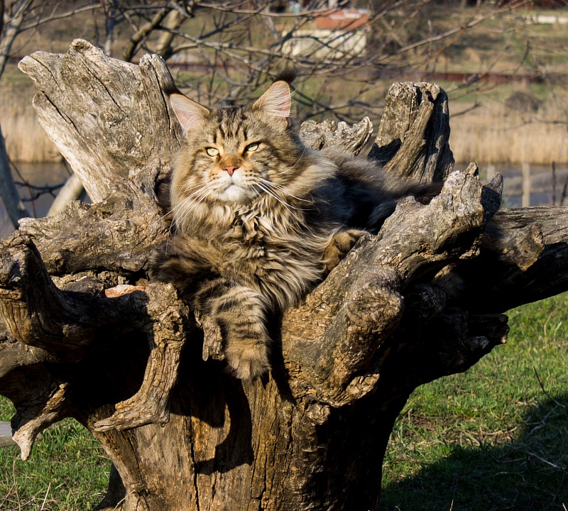 Handy Dandy Shaquille O'Neal - maine-coon