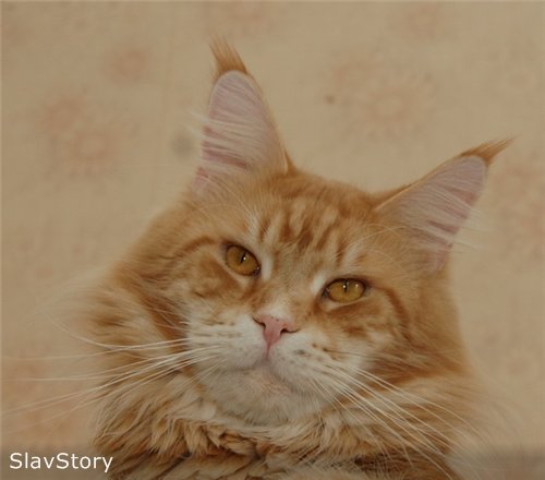 Daker Slav Story - мейн-кун