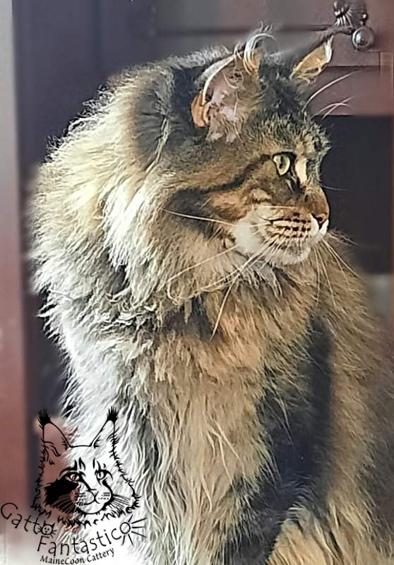 Gatto Fantastico Barcelona - maine-coon