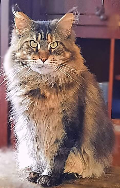 Gatto Fantastico Barcelona - maine-coon