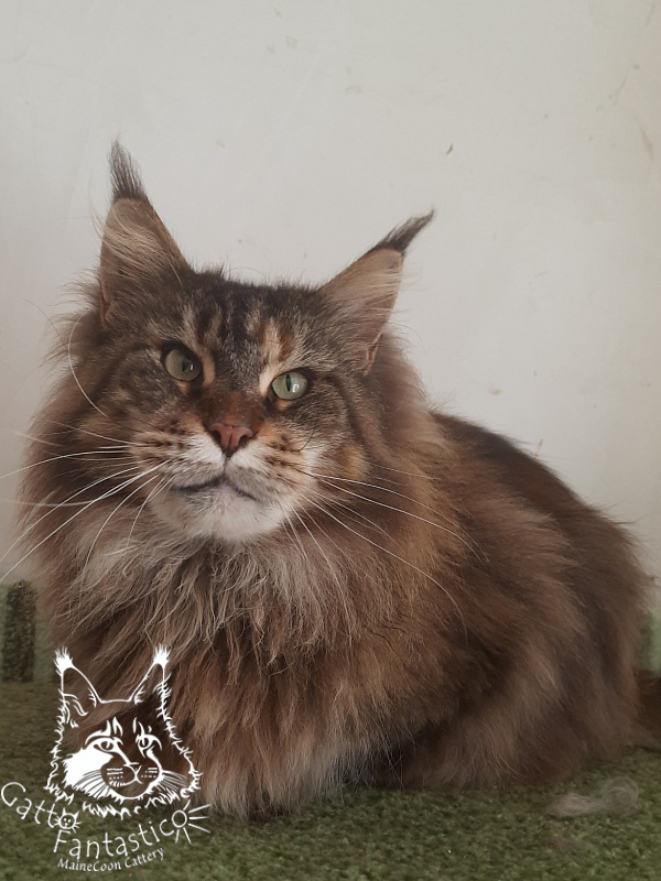 Gatto Fantastico Barcelona - Adult maine-coon 3 years 1 month 1.5 week