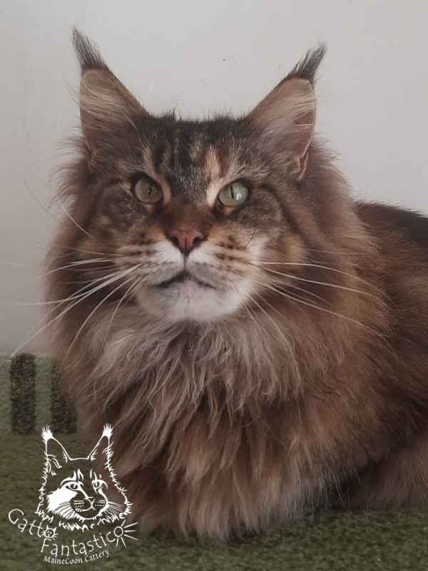 Gatto Fantastico Barcelona - Adult maine-coon 3 years 1 month 1.5 week