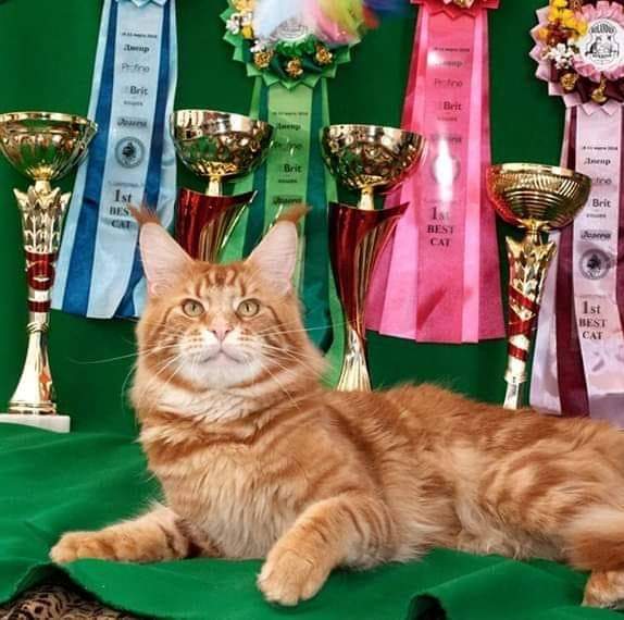 Gatto Fantastico Buffon - maine-coon