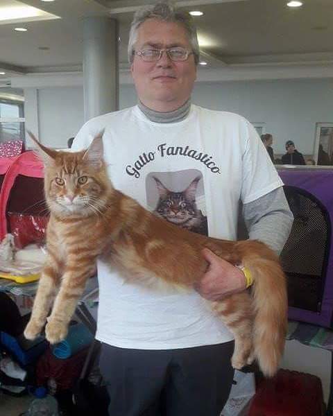 Gatto Fantastico Buffon - maine-coon