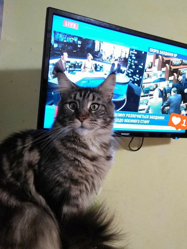 Gatto Fantastico Ester - maine-coon