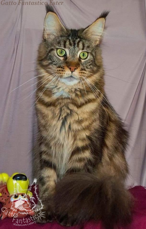 Gatto Fantastico Ester - maine-coon