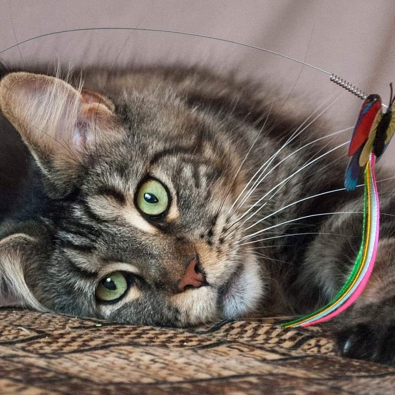Gatto Fantastico Ester - maine-coon