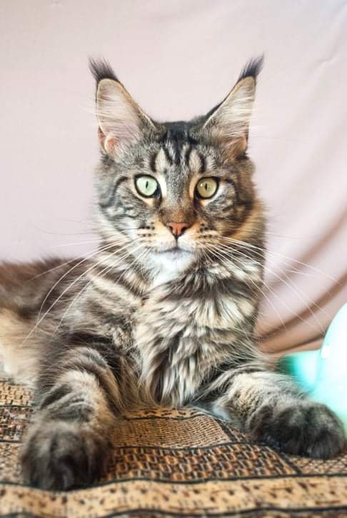 Gatto Fantastico Ester - maine-coon