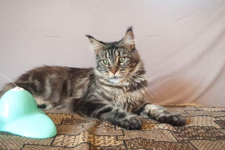 Gatto Fantastico Ester - maine-coon