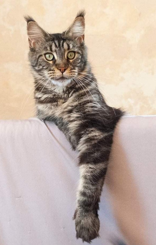 Gatto Fantastico Ester - maine-coon