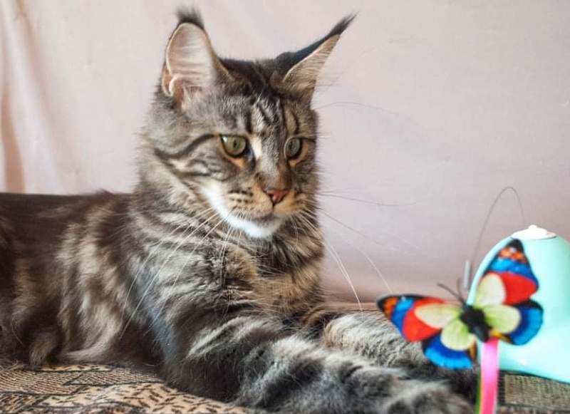 Gatto Fantastico Ester - maine-coon