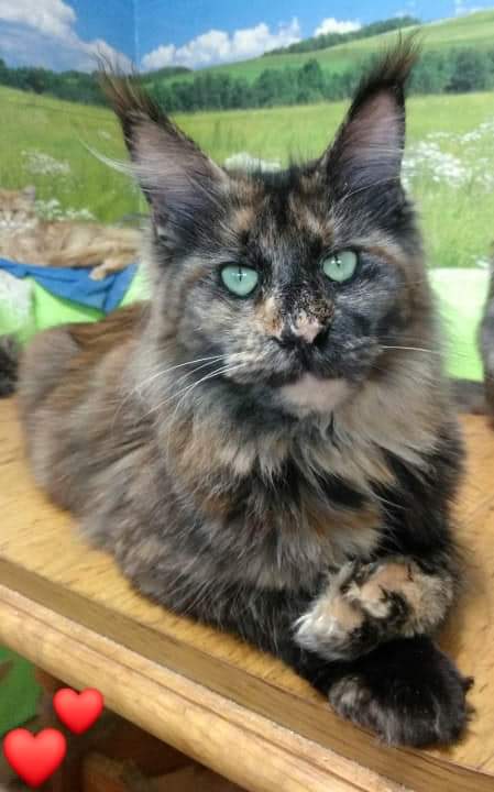 Gatto Fantastico K'Cosa Nostra - maine-coon