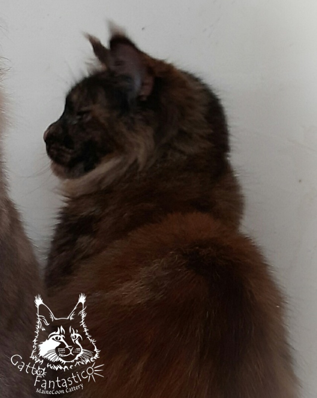 Gatto Fantastico K'Cosa Nostra - Adult maine-coon 3 years 1 month 0.5 weeks