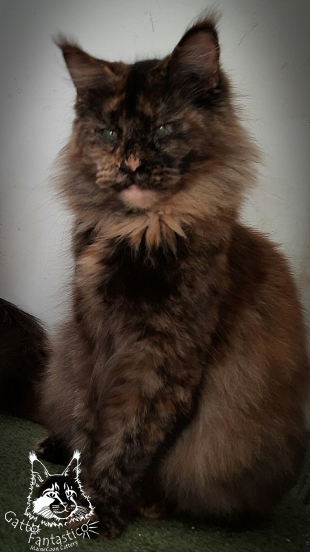 Gatto Fantastico K'Cosa Nostra - Adult maine-coon 3 years 1 month 0.5 weeks