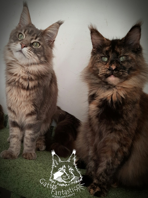 Gatto Fantastico K'Cosa Nostra - Adult maine-coon 3 years 1 month 0.5 weeks