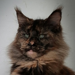 Gatto Fantastico K'Cosa Nostra