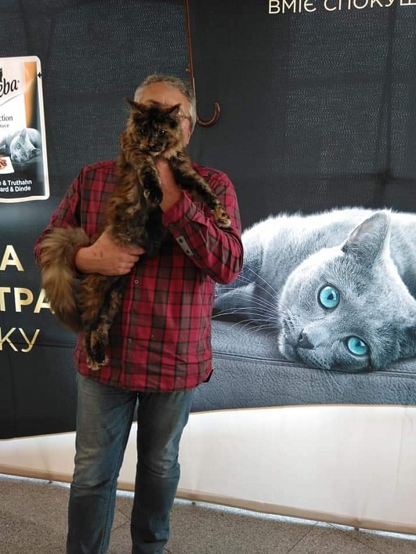 Gatto Fantastico K'Cosa Nostra - maine-coon