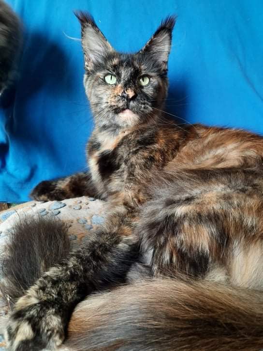 Gatto Fantastico K'Cosa Nostra - maine-coon