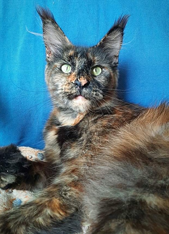 Gatto Fantastico K'Cosa Nostra - maine-coon