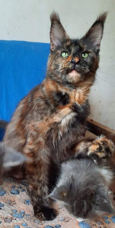 Gatto Fantastico K'Cosa Nostra - maine-coon