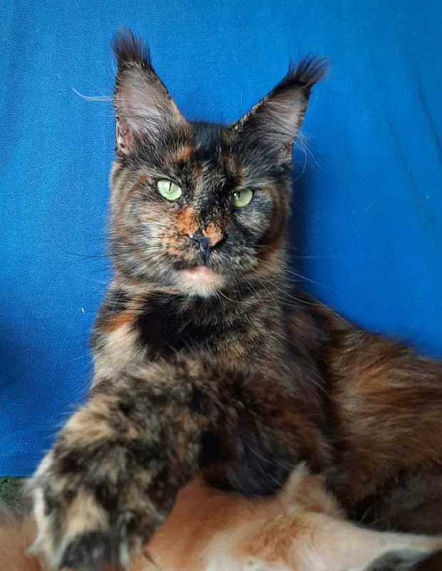 Gatto Fantastico K'Cosa Nostra - maine-coon