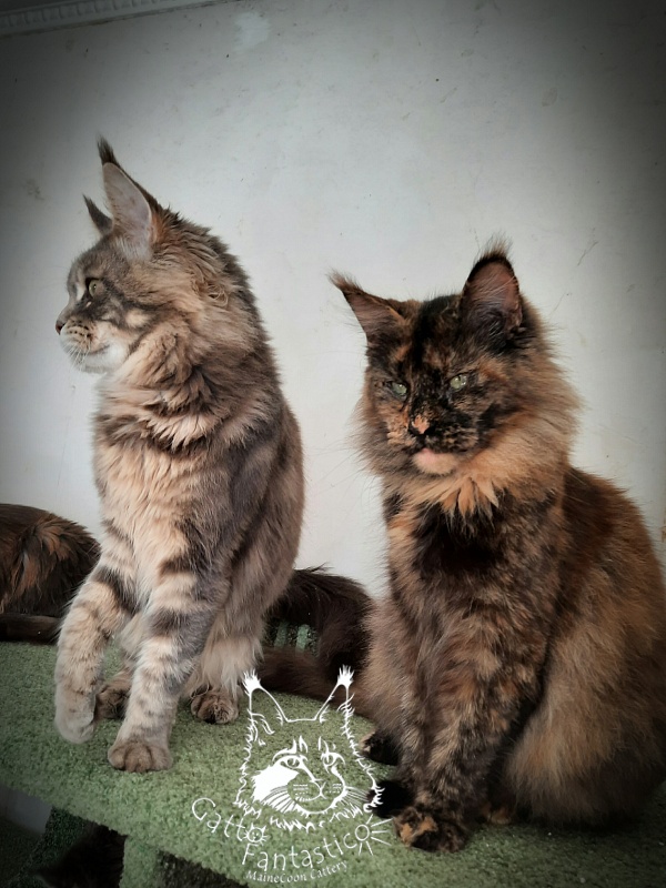 Gatto Fantastico K'Cosa Nostra - Adult maine-coon 3 years 1 month 0.5 weeks