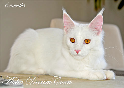 DreamCoon Aisha - maine-coon