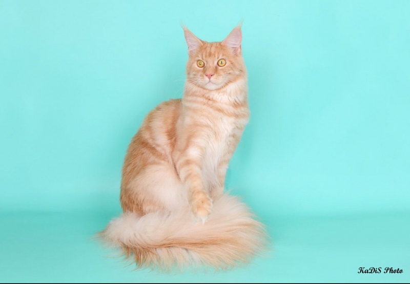 Telemachus of Ultramarin - maine-coon