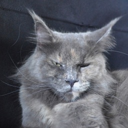 Luna Nannarella