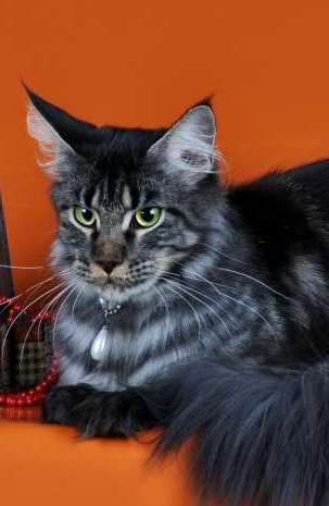 Shaycoon Lucia Rijker - maine-coon 02/24/2013